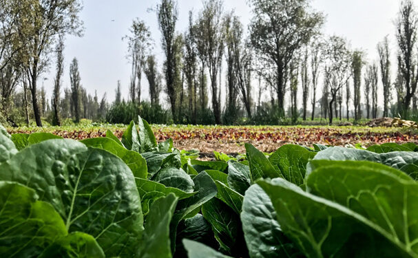 Municipio de Q Roo apuesta por agricultura orgánica