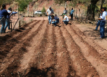 Productores de Tamaulipas reciben semillas para huertos ecológicos
