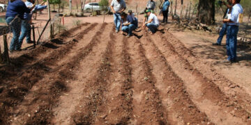 Productores de Tamaulipas reciben semillas para huertos ecológicos