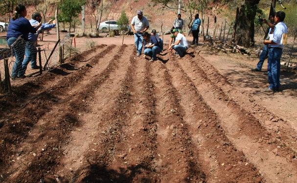 Productores de Tamaulipas reciben semillas para huertos ecológicos