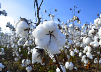 Productores de algodón estiman siembra récord para 2019