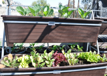 Productores de Tamaulipas reciben capacitación en huertos orgánicos