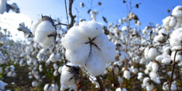 Productores de algodón estiman siembra récord para 2019