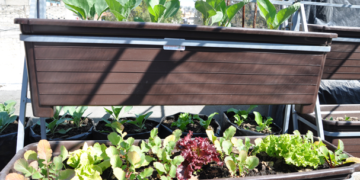 Productores de Tamaulipas reciben capacitación en huertos orgánicos