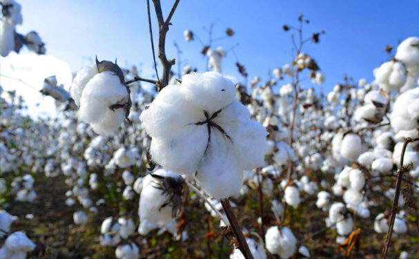 Productores de algodón estiman siembra récord para 2019