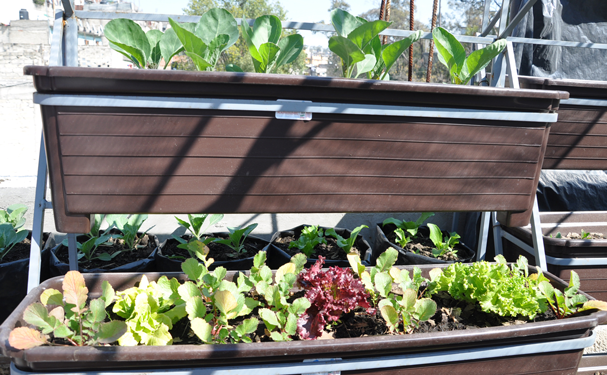 Productores de Tamaulipas reciben capacitación en huertos orgánicos