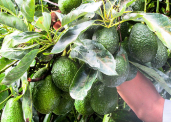 Promueven programas sostenibles de aguacate en Michoacán