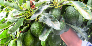 Promueven programas sostenibles de aguacate en Michoacán