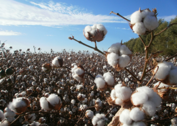 Algodón, la fibra natural más importante del mundo