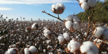 Algodón, la fibra natural más importante del mundo
