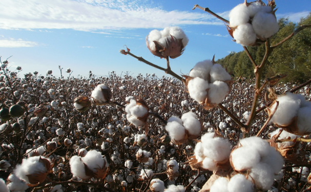 Algodón, la fibra natural más importante del mundo