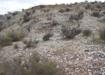 Biocostras: herramientas para la restauración ecológica