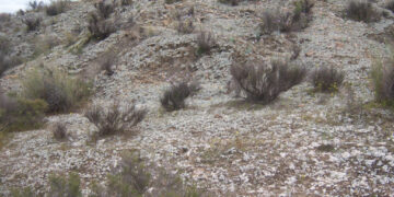 Biocostras: herramientas para la restauración ecológica