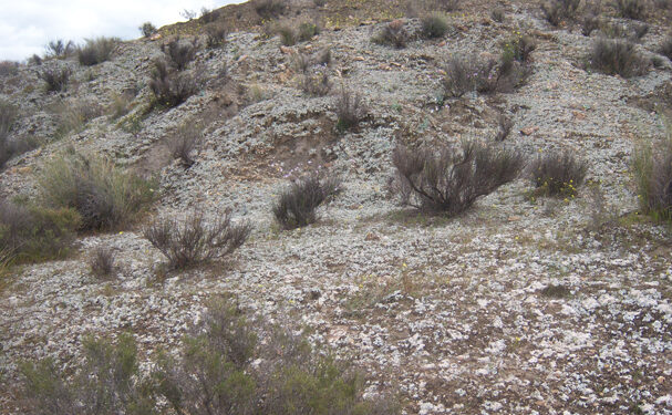 Biocostras: herramientas para la restauración ecológica