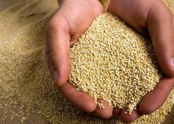 Bolivia es líder en producción de quinua orgánica