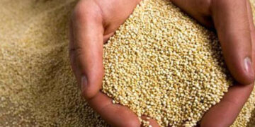 Bolivia es líder en producción de quinua orgánica