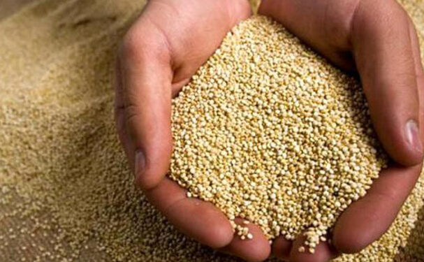 Bolivia es líder en producción de quinua orgánica