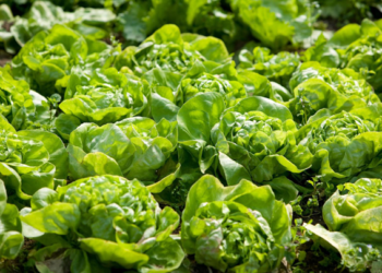 Brasil lanza una lechuga más resistente al calor