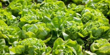 Brasil lanza una lechuga más resistente al calor