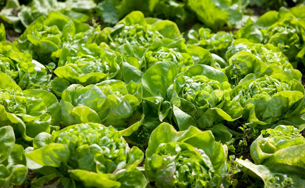 Brasil lanza una lechuga más resistente al calor