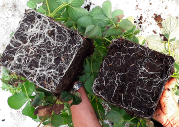 Científicos investigan hongos útiles para remediar suelos contaminados