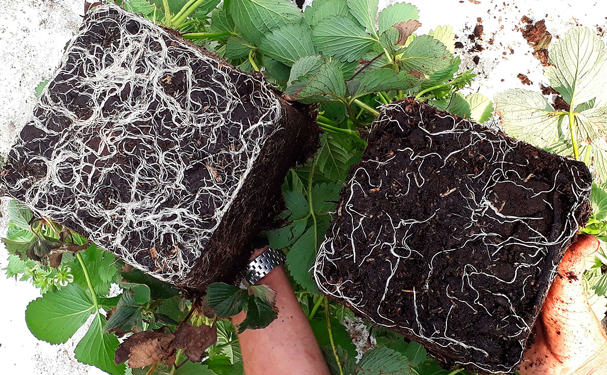 Científicos investigan hongos útiles para remediar suelos contaminados