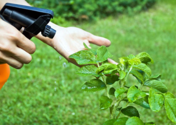 Con bioinsecticidas buscan mejorar la calidad de vida