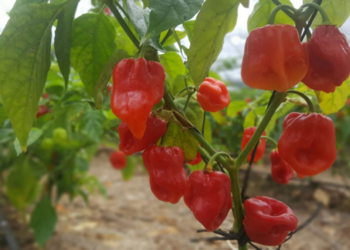 Denominación de origen del habanero, por definirse en año y medio
