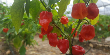 Denominación de origen del habanero, por definirse en año y medio