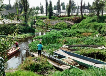 Desechos orgánicos recuperan suelo de chinampas