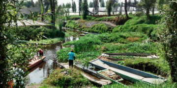 Desechos orgánicos recuperan suelo de chinampas