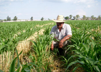 Destaca la FAO valor de la sanidad vegetal para proteger la vida