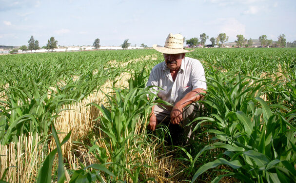 Destaca la FAO valor de la sanidad vegetal para proteger la vida