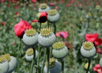 En Guerrero, exigen suspender fumigación aérea de plantíos de amapola