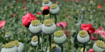 En Guerrero, exigen suspender fumigación aérea de plantíos de amapola