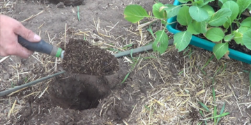 Especialistas promueven uso del bocashi, abono orgánico rico en nutrientes
