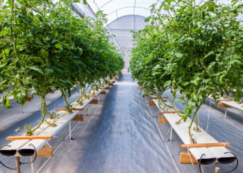 Hidroponía contra la contaminación