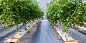 Hidroponía contra la contaminación