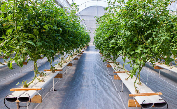 Hidroponía contra la contaminación