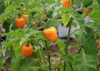 Inician en Yucatán cursos de producción orgánica