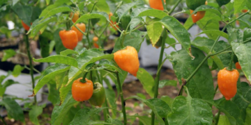 Inician en Yucatán cursos de producción orgánica