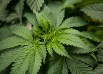 Legalización de la marihuana favorecerá exportaciones de EEUU