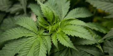 Legalización de la marihuana favorecerá exportaciones de EEUU