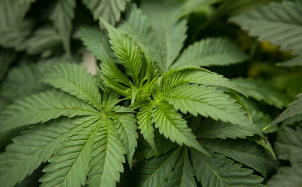 Legalización de la marihuana favorecerá exportaciones de EEUU