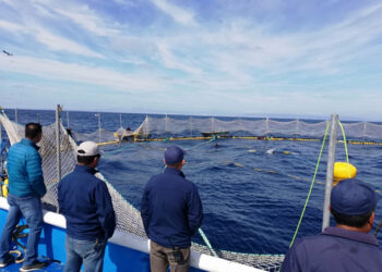 Liberan 245 toneladas de atún aleta azul en Baja California