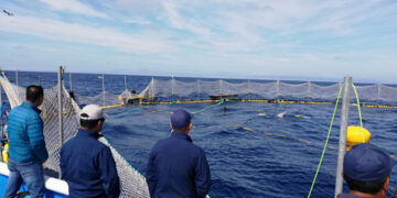 Liberan 245 toneladas de atún aleta azul en Baja California