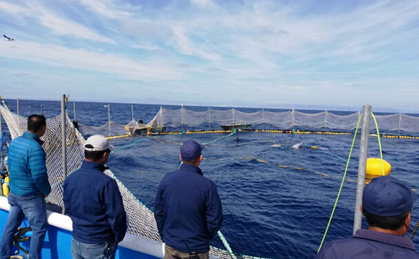 Liberan 245 toneladas de atún aleta azul en Baja California