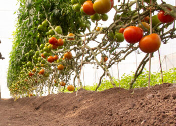 Productores de Sinaloa apuestan por producción orgánica