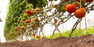 Productores de Sinaloa apuestan por producción orgánica