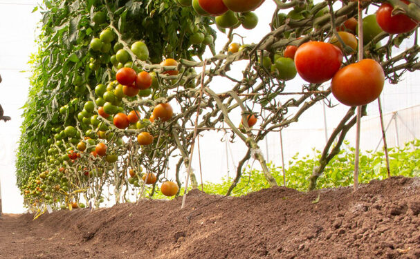 Productores de Sinaloa apuestan por producción orgánica